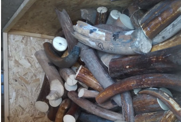 пресс – РЕЛИЗ В Смоленской области вынесен приговор за покушение на контрабанду бивней мамонта - фото - 1