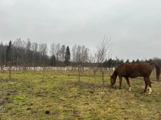 история успеха: Петлах Михаил Матвеевич - фото - 4