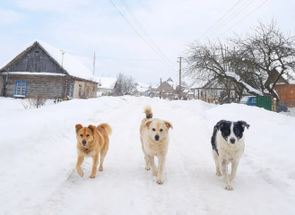 о необходимости соблюдения правил содержания собак - фото - 1