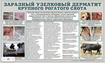 заразный узелковый дерматит крупного рогатого скота - фото - 1